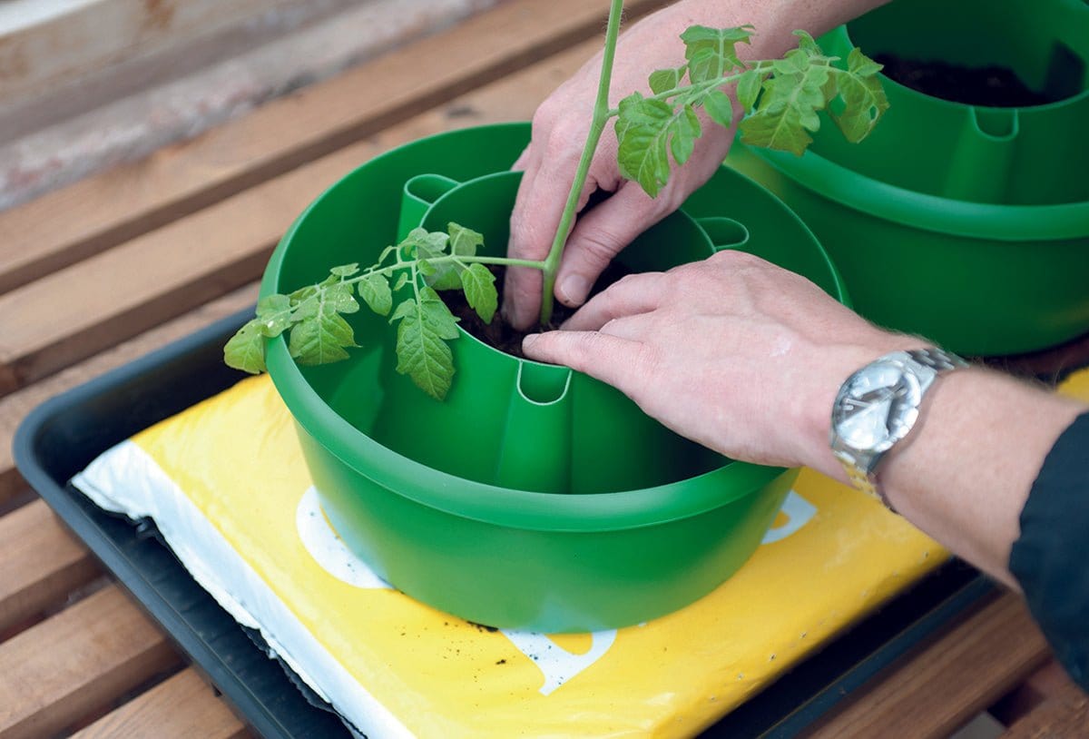 Plante krave. 3 stk - Blomsterverden